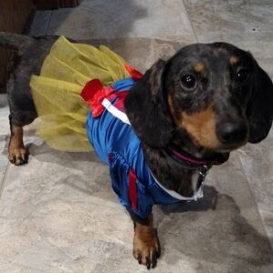 Dog snow white princess dress Halloween costume
